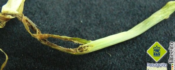 Gusanos de alambre - Wireworms - Vermes de arame >> Detalle de daños de gusanos de alambre en planta de maiz.jpg